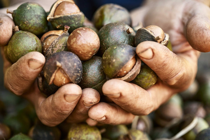 From Origins to Global Popularity: The Story of Macadamia Nuts